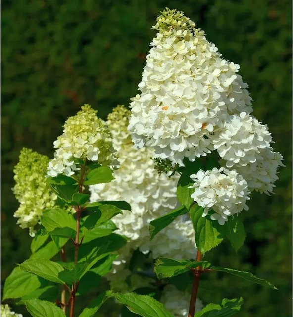 Hochstamm Rispenhortensie Hercules Hydrangea paniculata von Nr-01.de in Weiß, Rosafarben und Blassgrün, Höhe: 80-100 cm - Bild 1