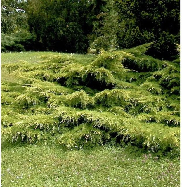 Gelber Pfitzerwacholder Juniperus media als Strauch für deinen Garten, Farbe: Gelb, Höhe: 20-30 cm - Bild 1