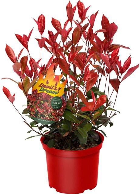 GROW by OBI Glanzmispel Devil's Dream Photinia als Heckenpflanze, Höhe: 30-40 cm - Bild 1