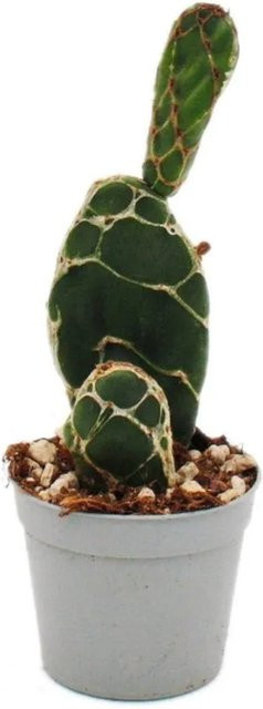 Exotenherz Kobra-Kaktus Opuntia Reticulata Cobra Auge in grünem Topf (6,5 cm) - Bild 1