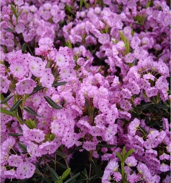 Kalmia polifolia Zwerg Berglorbeer von Nr-01.de Höhe: 30-40 cm - Bild 1