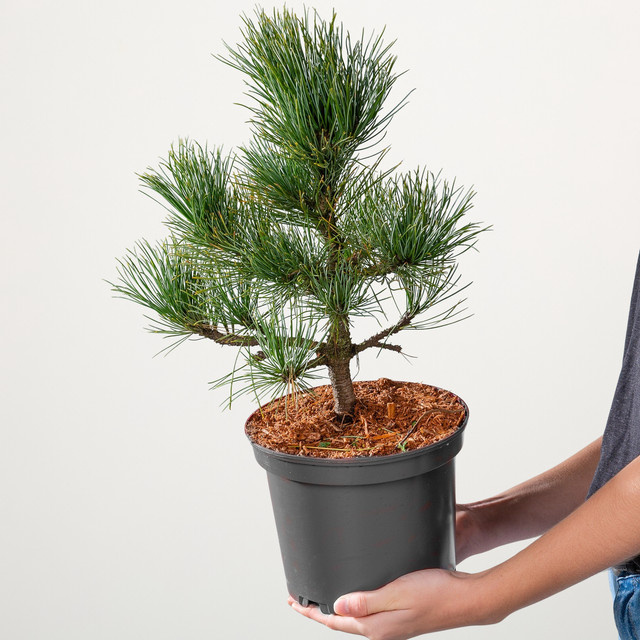 Säulenkiefer Pillar Pinus cembra von BLUME2000 - Bild 1