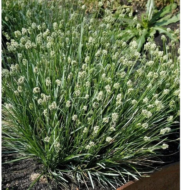 Sesleria caerulea Echtes Blaugras als mehrjährige Zierpflanze für den Garten in Blau und Grün - Bild 1