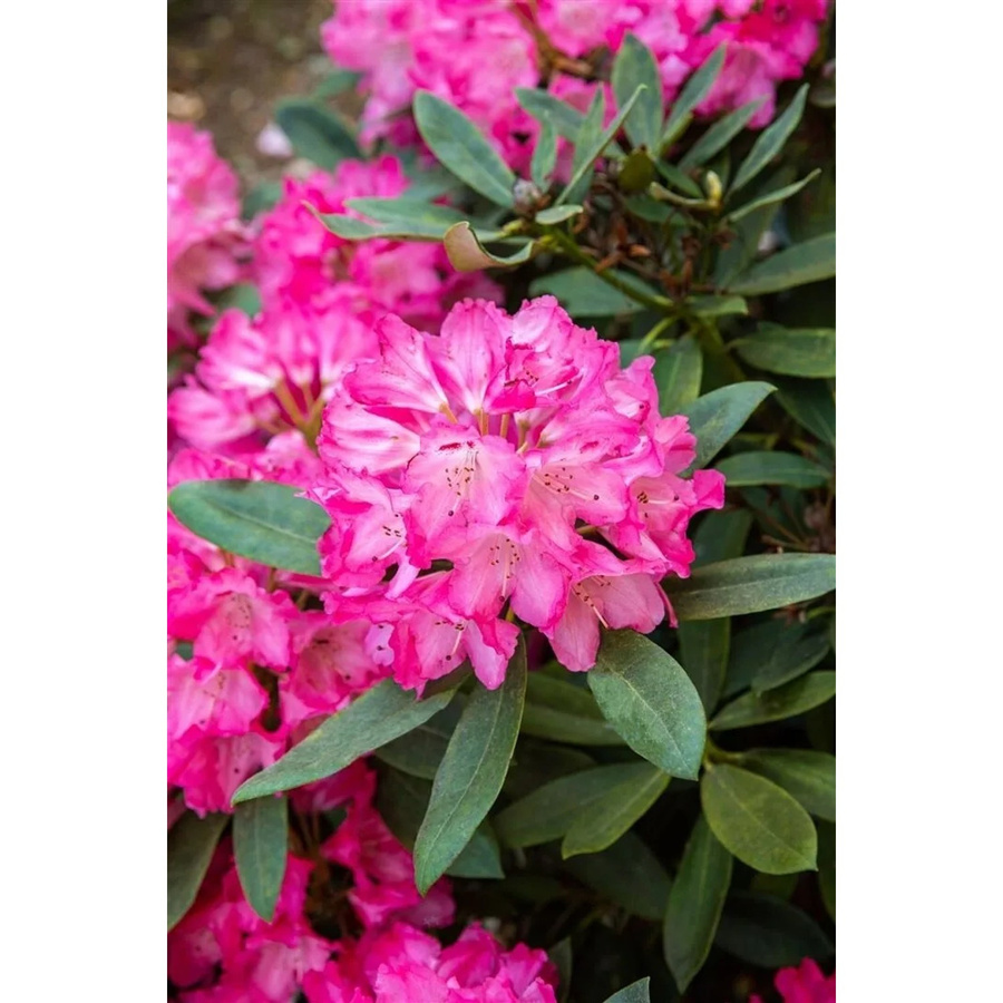 Rhododendron Williamsianum Lissabon mit rosa Blüten, Zierstrauch für den Garten, Höhe: 50–60 cm - Bild 2