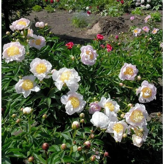 Edelpfingstrose Primevere Paeonia actiflora in Pink als mehrjährige Gartenpflanze - Bild 1