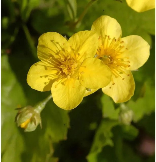 10x Dreiblättrige Waldsteinie Waldsteinia ternata als wintergrüne Gartenstaude von Nr-01.de - Bild 1