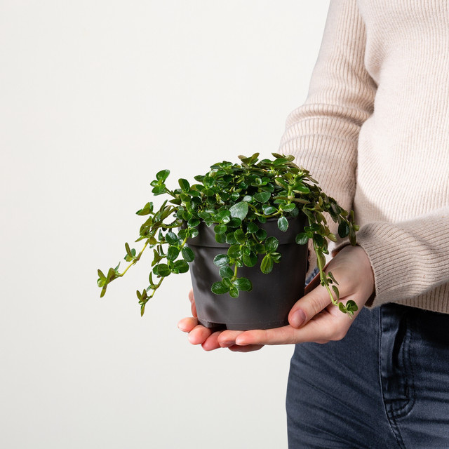 BIO Pilea Depressa Zimmerpflanze von BLUME2000 in Grün - Bild 1
