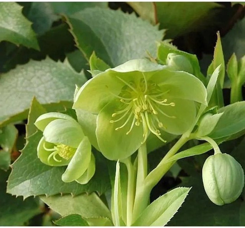 Korsische Nieswurz Helleborus argutifolius als grüne Gartenstaude im Topf von Nr-01.de