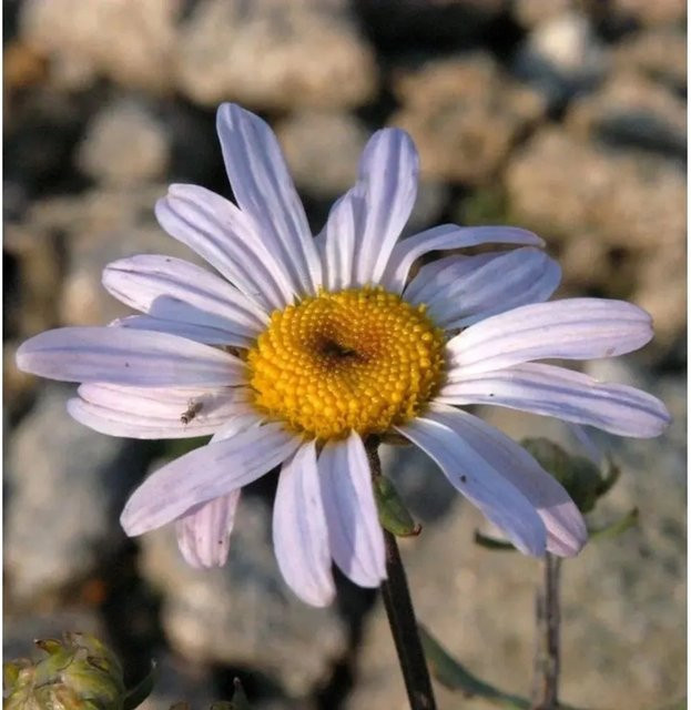 Herbstaster Hebe Chrysanthemum hortorum von Nr-01.de als mehrjährige Gartenpflanze im Topf - Bild 1