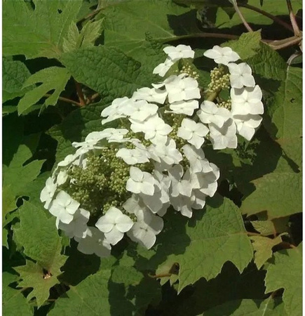 Eichenblättrige Hortensie Hydrangea quercifolia von Nr-01.de in Weiß, Höhe: 100-125 cm