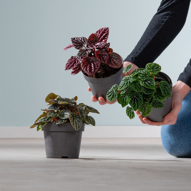 3er Set BIO Peperomia Carperata in Grün von BLUME2000 - Bild 1