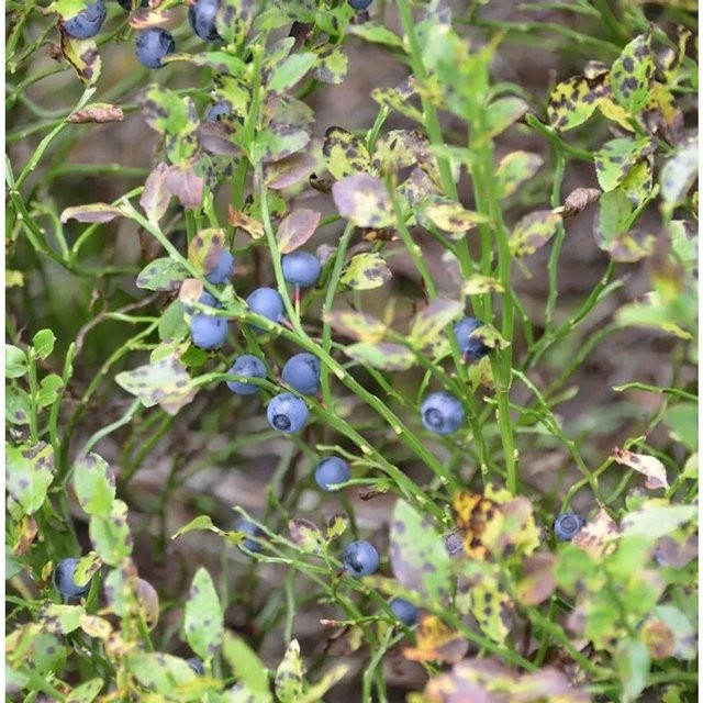 Wilde Heidelbeere Vaccinium myrtillus Strauch für deinen Garten - Bild 1