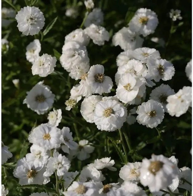 Schafgarbe Die Perle Achillea ptarmica weiße Staude im Topf - Bild 1