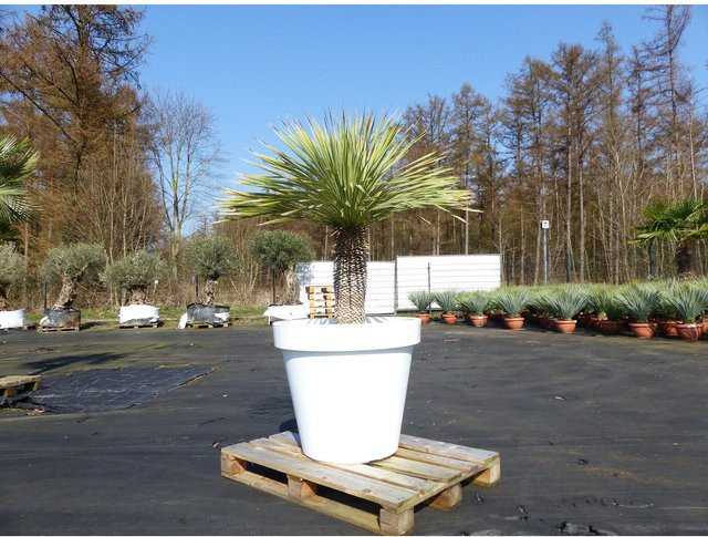 Yucca Rostrata winterharte Pflanze im weißen Pflanzkübel, Stammhöhe: 170 cm, Durchmesser: 80 cm - Bild 1