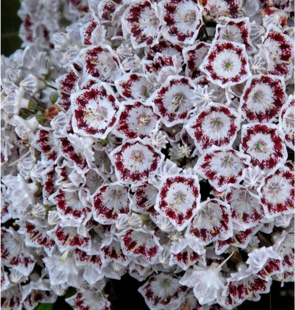 Großer Berglorbeer Kalmia latifolia Nani als Zierstrauch für deinen Garten, Höhe: 30-40 cm - Bild 1