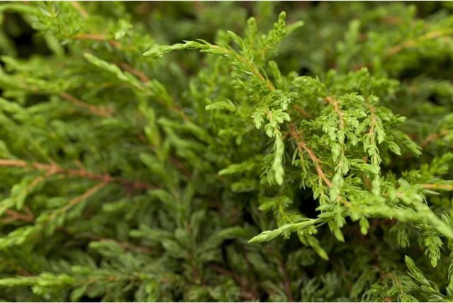 Juniperus Communis Repanda Kriech-Wacholder, Bodendecker in Grün, Blau und Silber, Höhe: 20 cm - Bild 1