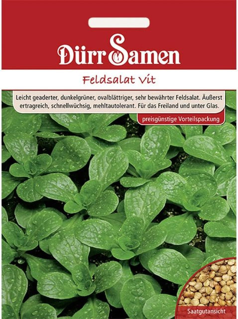 Dürr Feldsalat Saatgut für Sommer und Herbst - Bild 1
