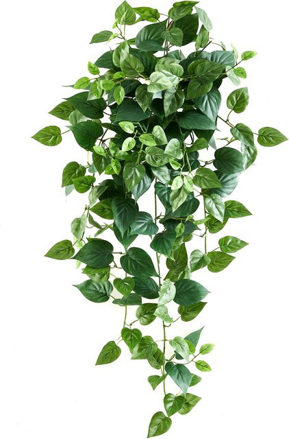 Künstliche Hängepflanze Melusine Pothos von Aplanta, Grün, Höhe: 80 cm - Bild 1