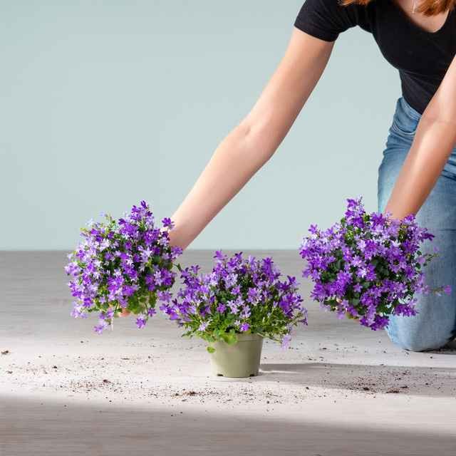3er Set Blaue Glockenblume Campanula von BLUME2000 für Garten, Beete und Balkon - Bild 1
