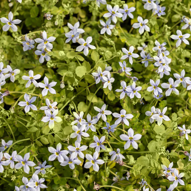 BLUME2000 Isotoma fluviatilis Stauden für Beete, Blumenkübel und Pflanzampeln, 3 Stück - Bild 1