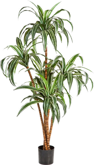 Künstlicher Drachenbaum Niclas von Aplanta, Höhe: 150 cm - Bild 1
