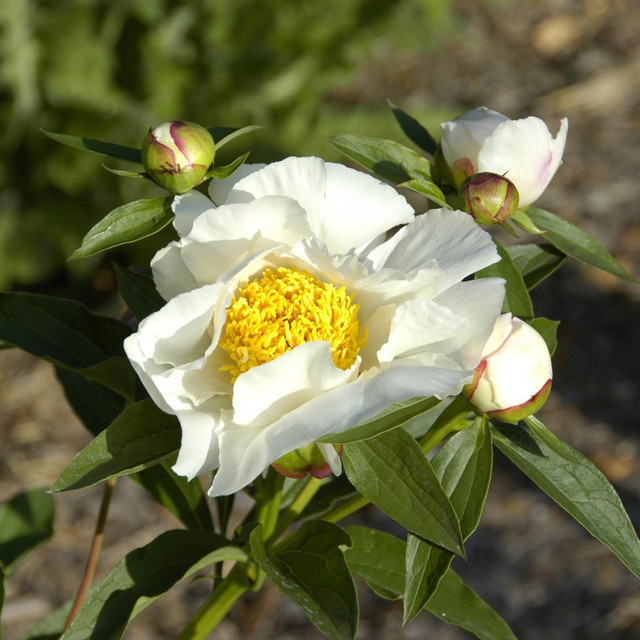 Weiße Pfingstrose Paeonia als Topfstaude von BLUME2000 - Bild 1