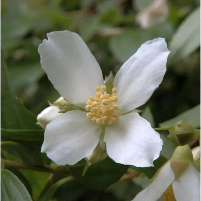 Gartenjasmin Philadelphus Lemoinei in Weiß, Höhe: 80-100 cm - Bild 1