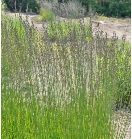 Riesen Pfeifengras Skyracer Molinia arundinacea im Topf, mehrjähriges Ziergras in Grün, Gelb und Gold