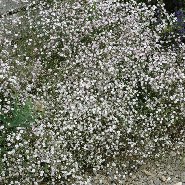 BIO Schleierkraut Schneeflocke Gypsophila paniculata von BLUME2000, 3 Stück - Bild 1