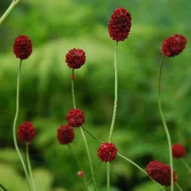 6er Set Arborix Wiesenknopf Tanna Sanguisorba officinalis rote Schnittblume als mehrjährige Staude im 9 cm Topf - Bild 1