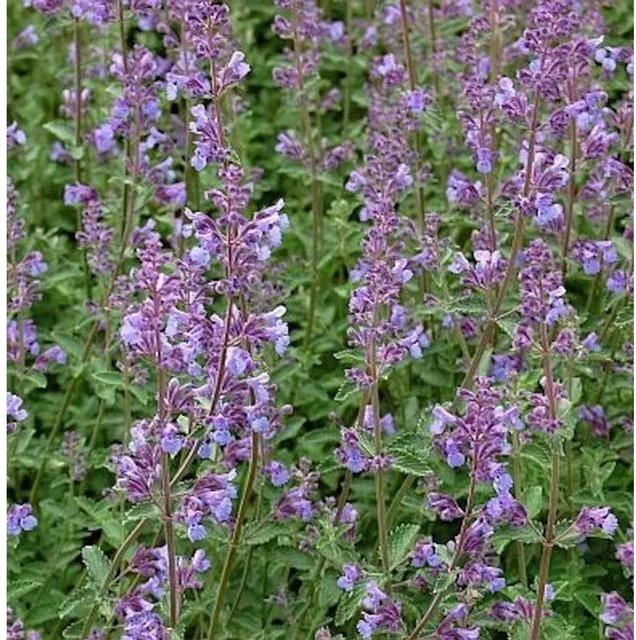 Six Hills Giant Katzenminze Nepeta faassenii lila Stauden für den Garten - Bild 1