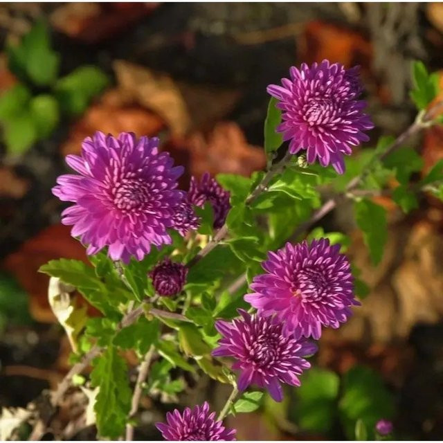 Winteraster Chrysanthemum hortorum von Nr-01.de als mehrjährige Gartenpflanze im Topf - Bild 1