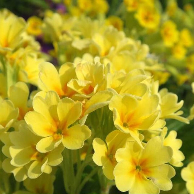 Gelbe Primula Schlüsselblume von Mein schöner Garten Shop als mehrjährige Zierpflanze für deinen Balkon - Bild 1