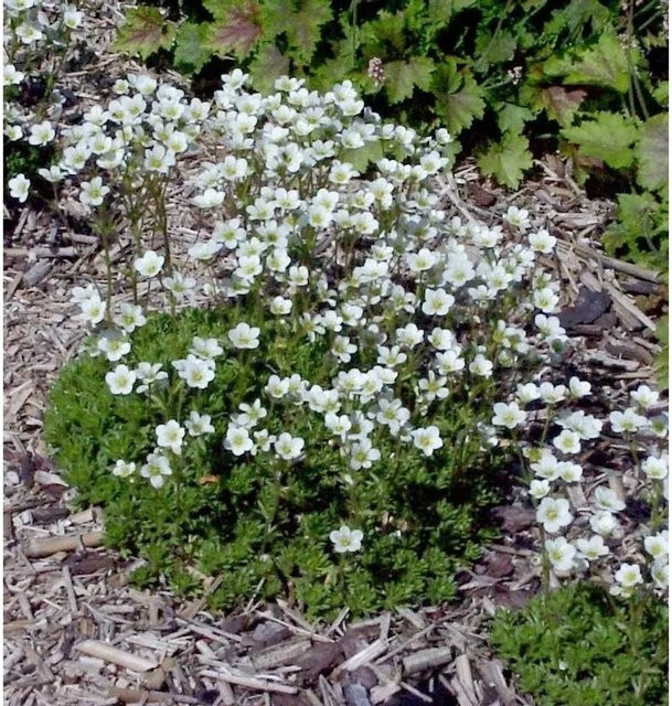 Saxifraga apiculata Moossteinbrech Alba weiß, mehrjährige Staude als Bodendecker für Steingärten und Staudengärten - Bild 1