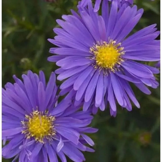 Kissenaster Blauer Gletscher Aster alpinus in Blau und Violett für den Steingarten - Bild 1