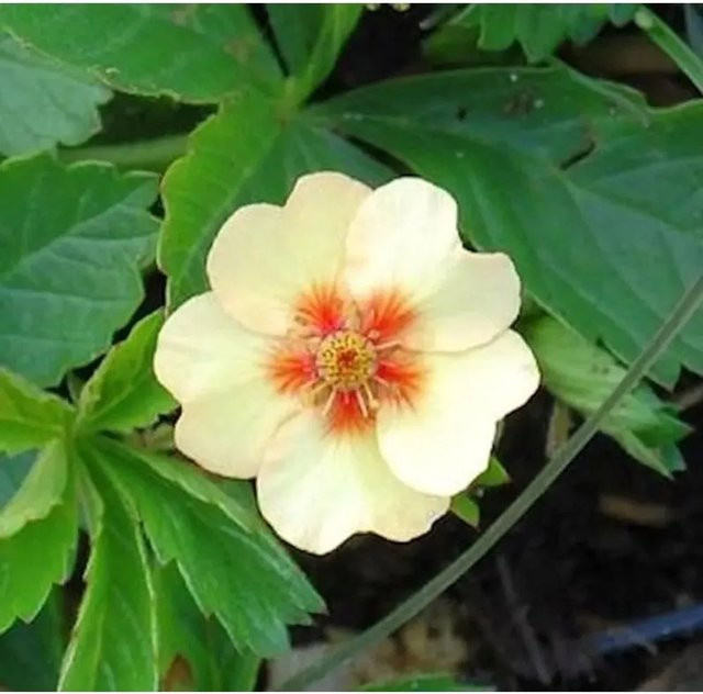 Potentilla tonguei Garten Fingerkraut als mehrjährige Staude für den Stauden- oder Rabattengarten und Topfschmuck - Bild 1