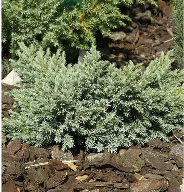 Blauer Sternwacholder Juniperus squamata blau-silber für den Garten, Höhe: 20-25 cm - Bild 1