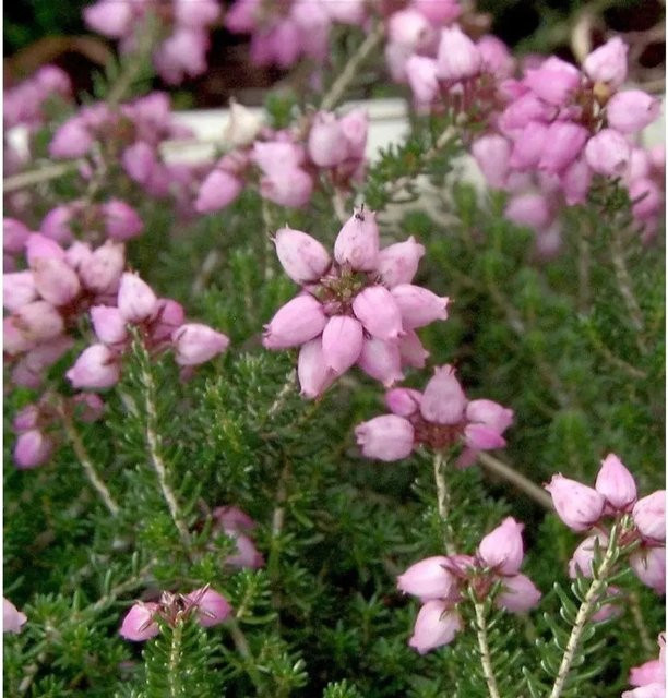 10x Erica cinerea Pink Ice Grauheide, mehrjährige Pflanze in Pink - Bild 1