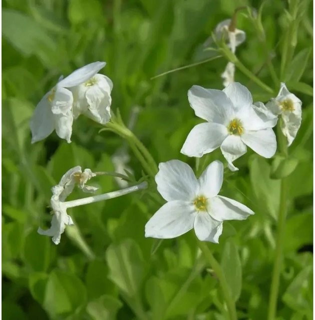 Wilder Phlox Alba Phlox stolonifera als weißer Bodendecker im Topf - Bild 1