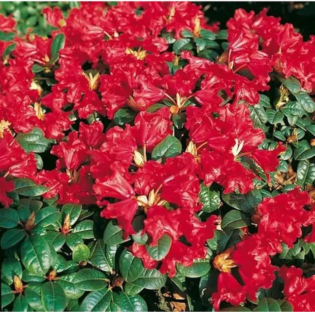 Zwerg Rhododendron Scarlet Wonder Rhododendron repens Alpenrose in Rot, Höhe: 25-30 cm - Bild 1
