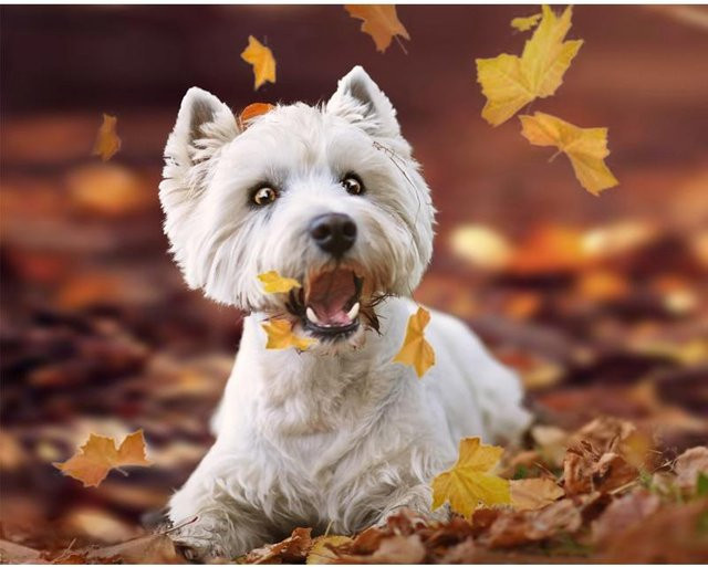 5D-Diamantgemälde West Highland White Terrier als Kreuzstich-Set von FIYO, Farbe: Grau/Weiß, B/H: 30 x 20 cm - Bild 1