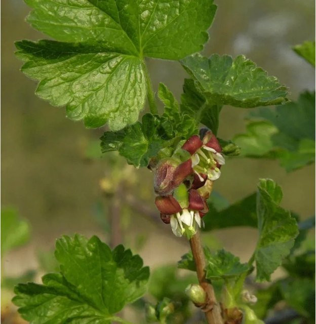Ribes nidigrolaria Jostabeere Strauch Rot für den Garten - Bild 1