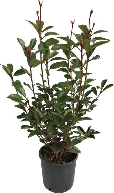 GROW by OBI Glanzmispel Red Robin Photinia Heckenpflanze, Höhe: 40 - 50 cm - Bild 1