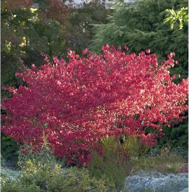 Korkflügelstrauch Compactus Euonymus alatus in Rot, Höhe: 30-40 cm - Bild 1
