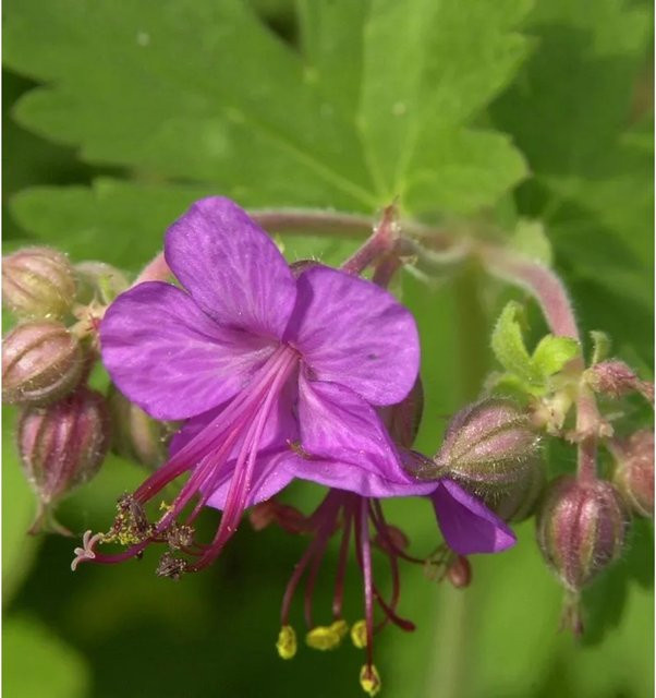 Balkanstorchschnabel Geranium macrorrhizum als pflegeleichter Bodendecker von Nr-01.de - Bild 1