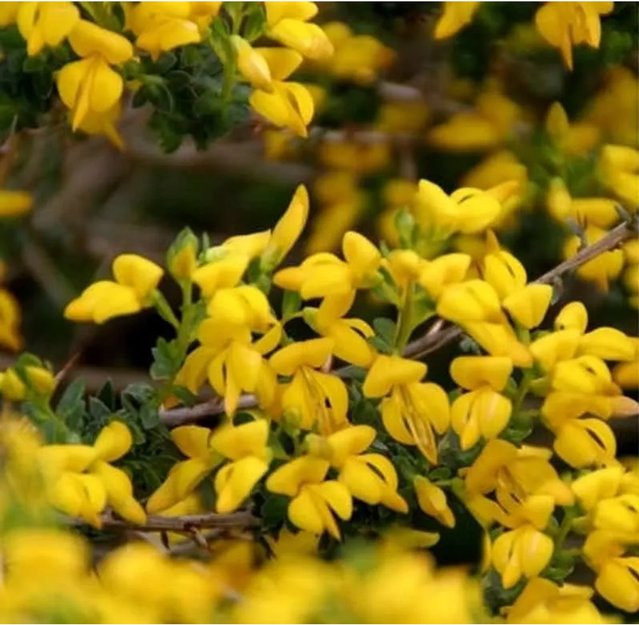 Englischer Ginster Genista anglica gelber Strauch Höhe: 20-30 cm - Bild 1