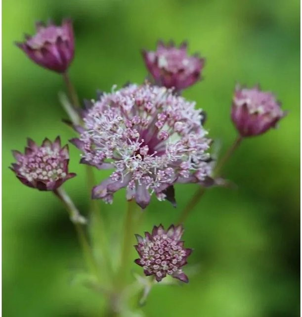 Astrantia major Sterndolde Hadspen Blood als winterharte Staude in Rot und Pink für den Freilandbereich - Bild 1