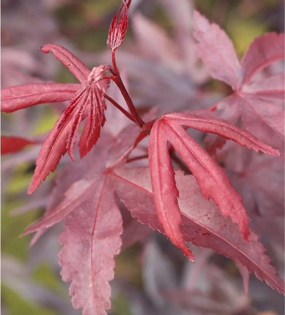 Roter Fächerahorn Bloodgood Acer palmatum von Nr-01.de, Höhe: 100-125 cm - Bild 1