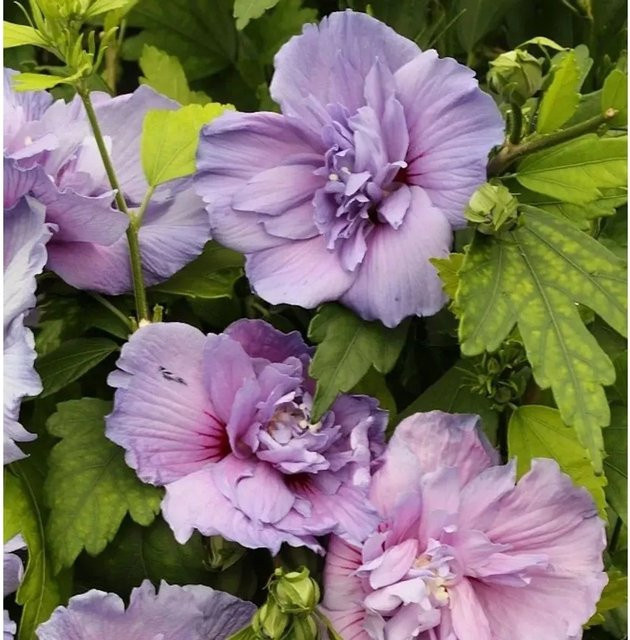 Garteneibisch Blue Chiffon Hibiscus in Blau für deinen Garten - Bild 1
