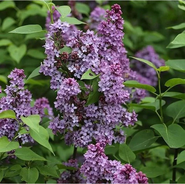 Edelflieder Prince Charming Syringa prestoniae lila Strauch für Garten und Kübelpflanze, Höhe: 60-80 cm - Bild 1